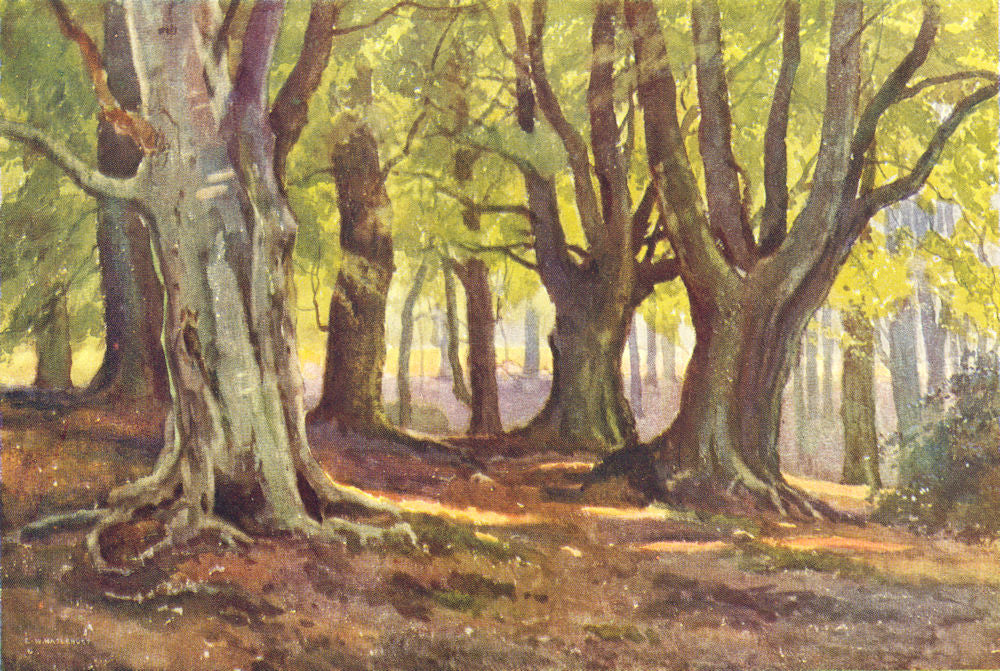 High Beech, Epping Forest. London. By Ernest Haslehust 1920 old antique print